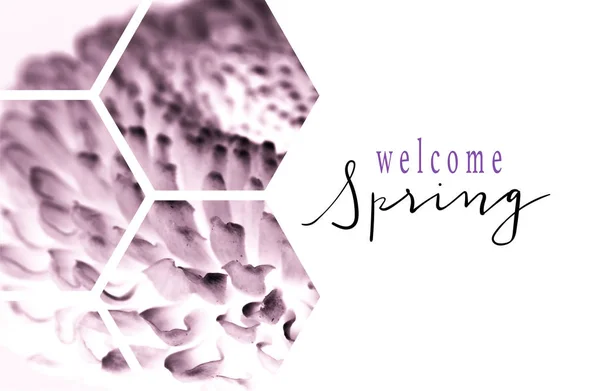 Вид через прозорі шестикутники на фіолетовій квітці з написом WELCOME SPRING ізольовані на білому — стокове фото