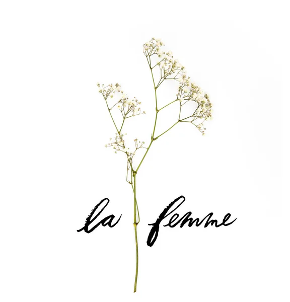 Small white flowers on twig with LE FEMME lettering isolated on white — Stock Photo