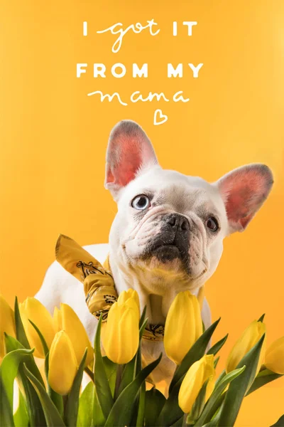 Perro bulldog francés y hermosos tulipanes amarillos con saludo de día de las madres aislado en amarillo - foto de stock
