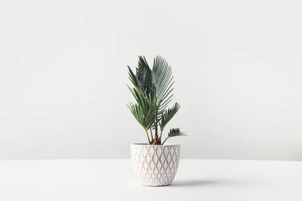 Beautiful green houseplant growing in decorative pot on white — Stock Photo