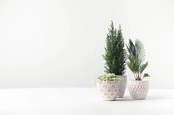 Красивые зеленые растения, растущие в декоративных горшках на белом — стоковое фото