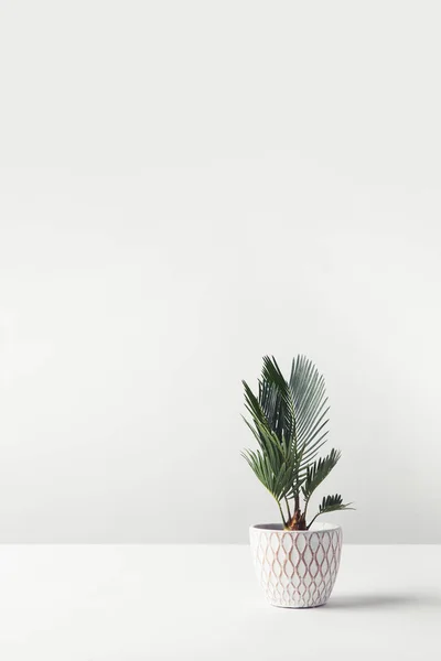 Planta home verde bonita crescendo no potenciômetro decorativo no branco — Fotografia de Stock
