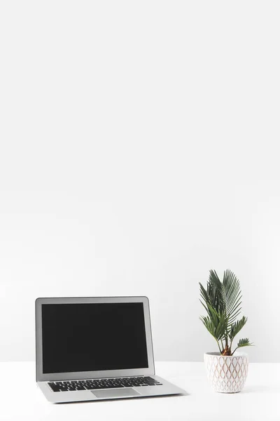 Portátil con pantalla en blanco y hermosa planta casera en maceta en blanco - foto de stock