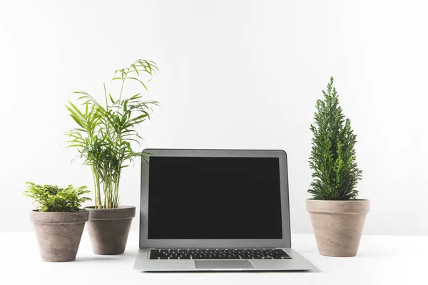 Portátil con pantalla en blanco y hermosas plantas caseras en macetas en blanco - foto de stock