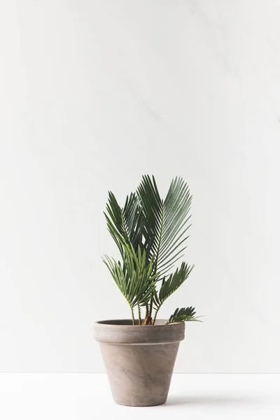 Nahaufnahme der schönen grünen heimischen Pflanze, die im Topf auf weiß wächst — Stockfoto