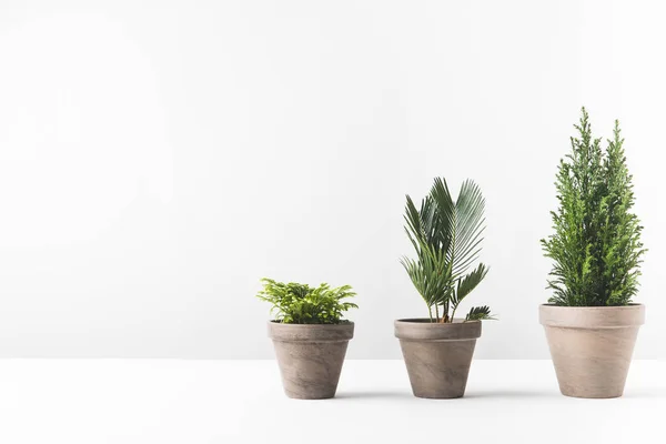Plantas home verdes bonitas que crescem nos potenciômetros no branco — Fotografia de Stock