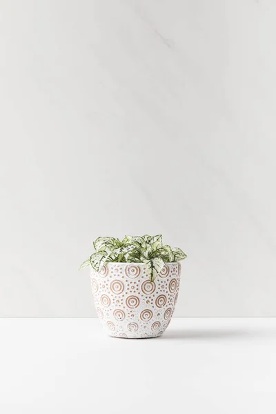 Bela planta pequena casa verde em vaso decorativo em branco — Fotografia de Stock