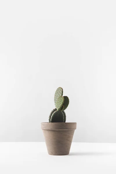 Cactus — Stock Photo