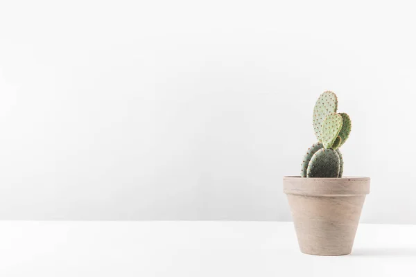 Beau cactus vert en pot sur blanc — Photo de stock