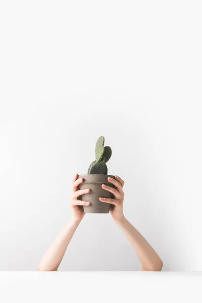 Cropped shot of person holding beautiful green potted cactus in hands on white — Stock Photo