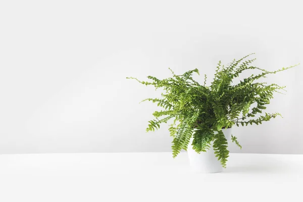 Schöne grüne Farnpflanze im Topf auf weiß — Stockfoto