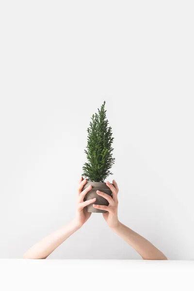 Tiro cortado da pessoa que prende a planta de sala verde bonita em vasos nas mãos no branco — Fotografia de Stock