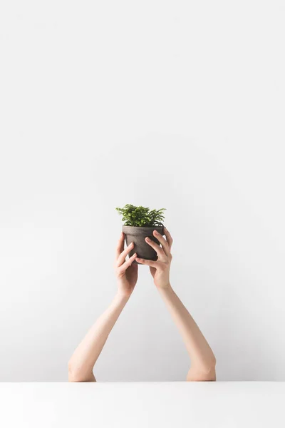 Colpo ritagliato di persona che tiene minuscola pianta d'appartamento in vaso in mano su bianco — Foto stock