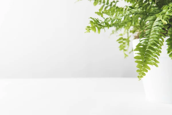Hojas verdes de hermoso helecho en maceta sobre blanco - foto de stock