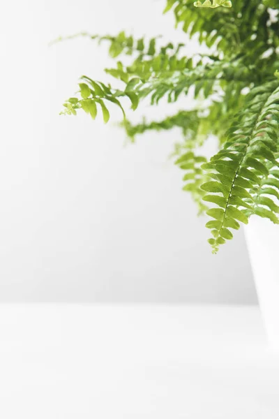 Vista de cerca de hojas verdes de hermoso helecho en maceta sobre blanco - foto de stock
