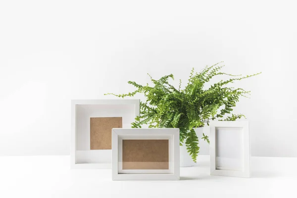 Beautiful potted fern and empty photo frames on white — Stock Photo