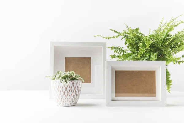 Schöne grüne Zimmerpflanzen in Töpfen und leere Fotorahmen auf weiß — Stockfoto