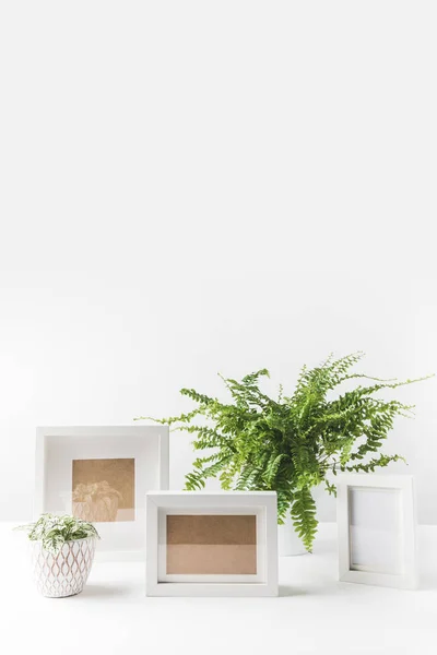 Belles plantes vertes en pot et cadres photo vides sur blanc — Photo de stock