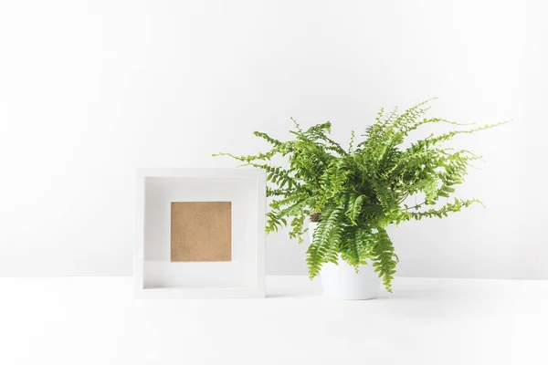 Belle fougère en pot et cadre photo vide sur blanc — Photo de stock