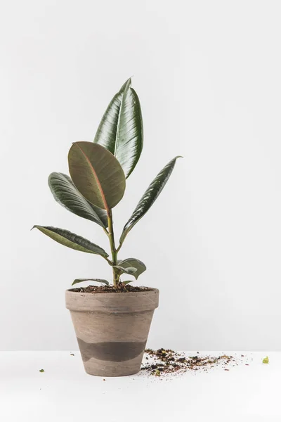 Nahaufnahme schöner grüner Ficus im Topf und Erde auf weiß — Stockfoto