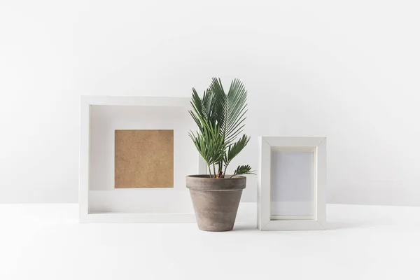 Schöne grüne Topfpflanze und leere Fotorahmen auf weiß — Stockfoto