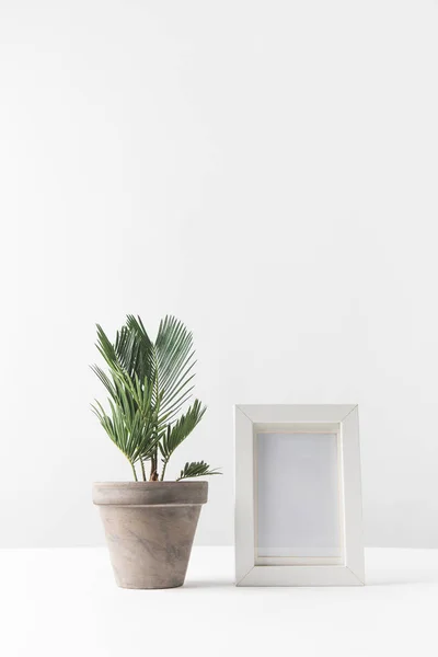 Schöne grüne Topfpflanze und leerer Fotorahmen auf weiß — Stockfoto