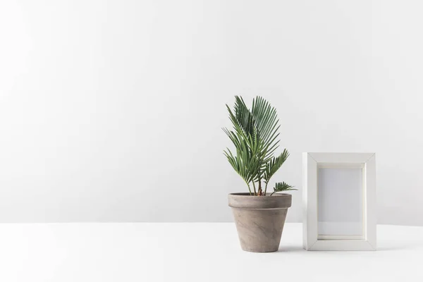 Schöne grüne Topfpflanze und leerer Fotorahmen auf weiß — Stockfoto