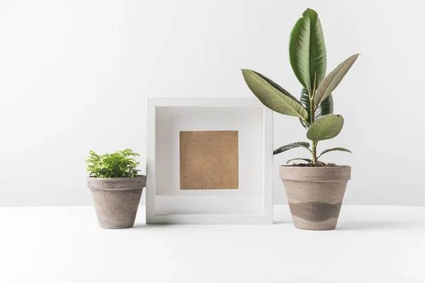Belas plantas envasadas verdes e moldura de foto vazia no branco — Fotografia de Stock