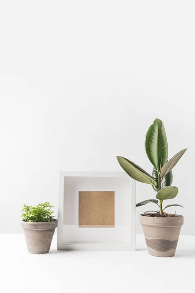 Порожня фоторамка і зелені кімнатні рослини в горщиках на білому — стокове фото