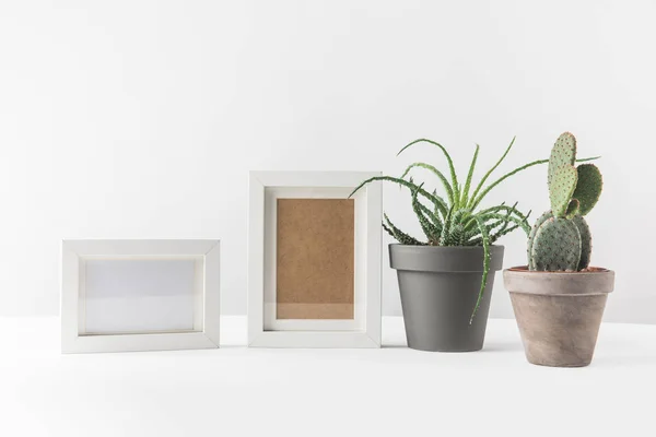 Green succulents in pots and empty photo frames on white — Stock Photo