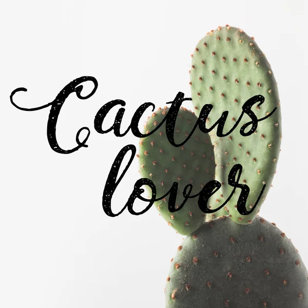 Close-up view of beautiful green cactus and inscription cactus lover on white — Stock Photo