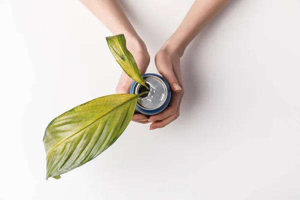 Tiro recortado de mujer sosteniendo lata con hojas verdes en el interior aislado en gris, concepto de reutilización y medio ambiente - foto de stock