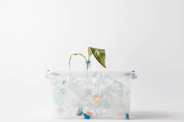 Close up view of container with plastic bottles and green leaves isolated on grey, recycling concept — Stock Photo