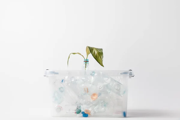 Vista ravvicinata del contenitore con bottiglie di plastica e foglie verdi isolate su grigio, concetto di riciclaggio — Foto stock