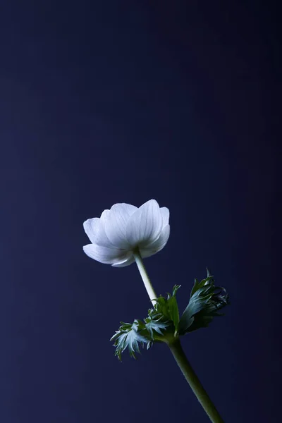 Anemonenblüte mit grünen Blättern isoliert auf blau — Stockfoto