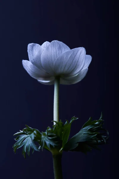 White anemone flower with green leaves isolated on black — Stock Photo