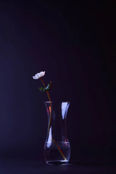 Une fleur d'anémone blanche dans un vase avec de l'eau à la surface sombre — Photo de stock