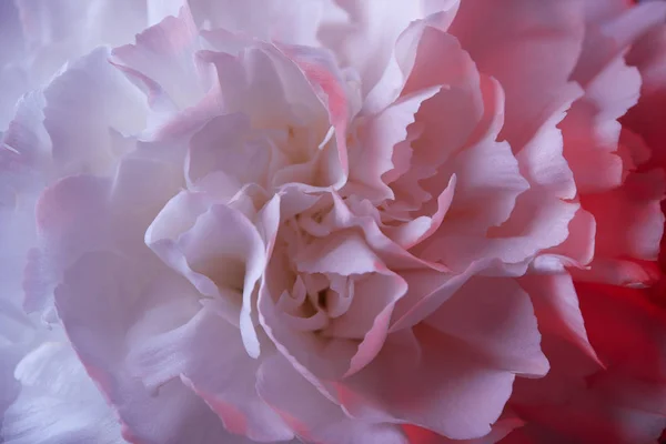 Крупним планом біла квітка гвоздики з рожевим світлом — стокове фото