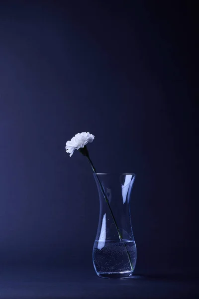 Una flor de clavel blanca en jarrón reflectante con agua en la oscuridad - foto de stock