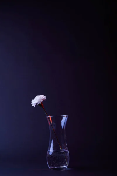 One white carnation flower in vase with water isolated on black — Stock Photo