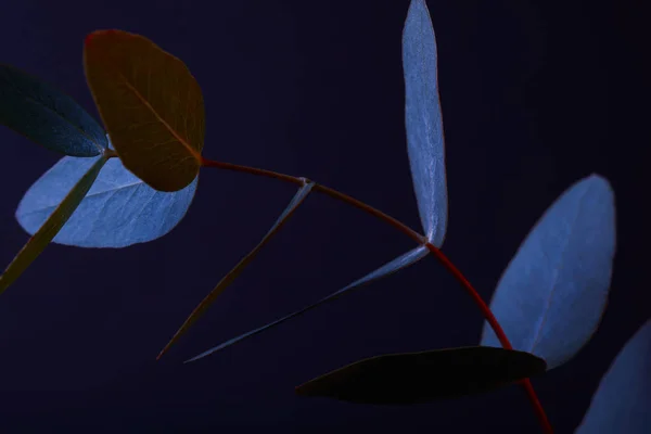 Beautiful eucalyptus leaves on twig on dark — Stock Photo