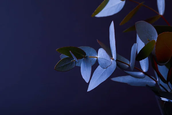 Eucalyptus leaves on twigs in vase on dark — Stock Photo