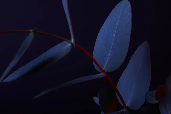 Eucalyptus leaves on red twig on dark — Stock Photo