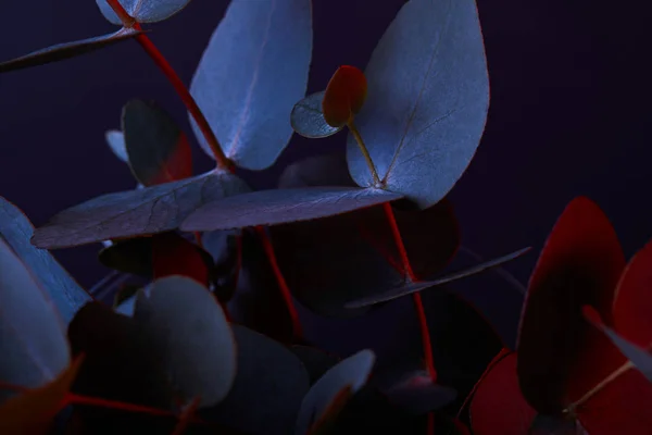Foglie di eucalipto su ramoscelli con luce rossa sul buio — Foto stock
