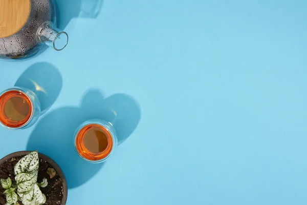 Вид зверху на чайник і чашки зі свіжим гарячим чаєм і кімнатною рослиною в горщику на синьому — стокове фото