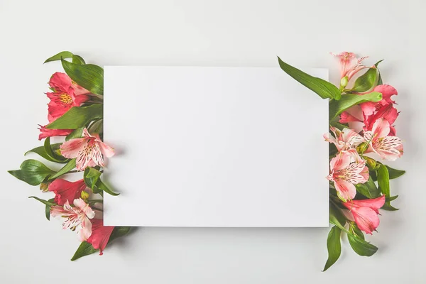 Vue du dessus de la carte vierge et de belles fleurs roses sur gris — Photo de stock