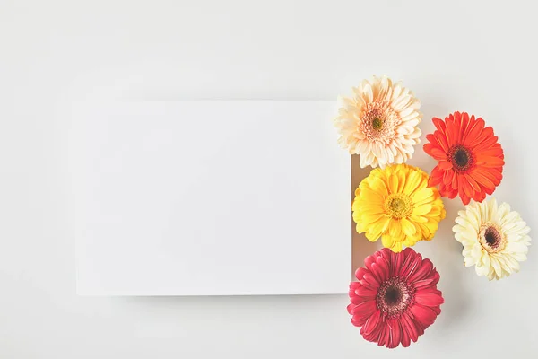 Vue du dessus de la carte blanche et de belles fleurs de gerbera tendres sur gris — Photo de stock