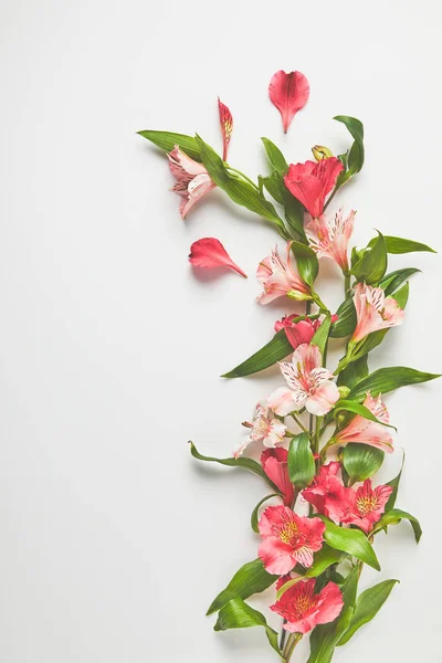 Flores — Fotografia de Stock