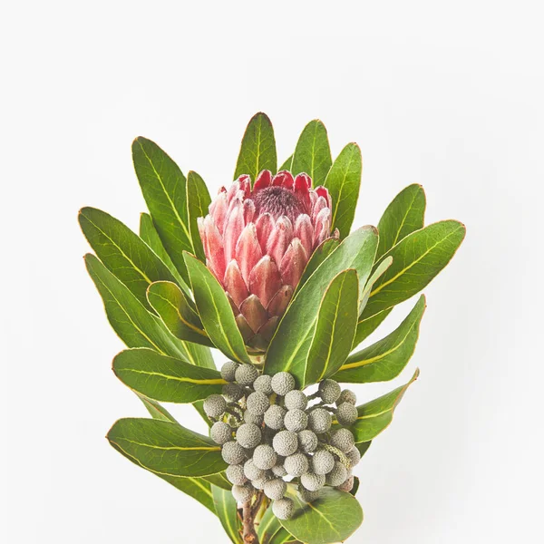 Vista de cerca de la hermosa flor de protea exótica con hojas verdes aisladas en gris - foto de stock