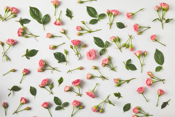 Draufsicht auf den Hintergrund von schönen rosa Rosen und grünen Blättern auf grau — Stockfoto